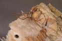 Uloborus_ZZ625_D7980_Z_89_North Stradbroke island_Australie